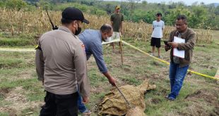 Penemuan Sesosok Mayat di Areal Persawahan Gemparkan Warga Desa Krajan Parang