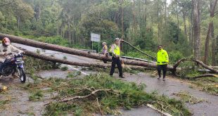 Pohon Tumbang Tutup Akses Jalan Tembus Sarangan – Cemorosewu Magetan