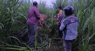 Bersama Warga, Polisi Gagalkan Pencurian Sapi di Jember