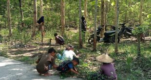 Masuk Musim Penghujan, Warga Jombang Antusias Berburu Kepompong