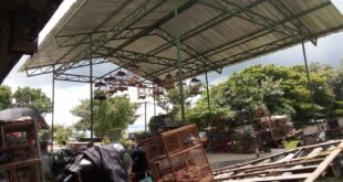 Sepi Pengunjung, Pedagang Burung Keluhkan Kondisi Pasar Wage