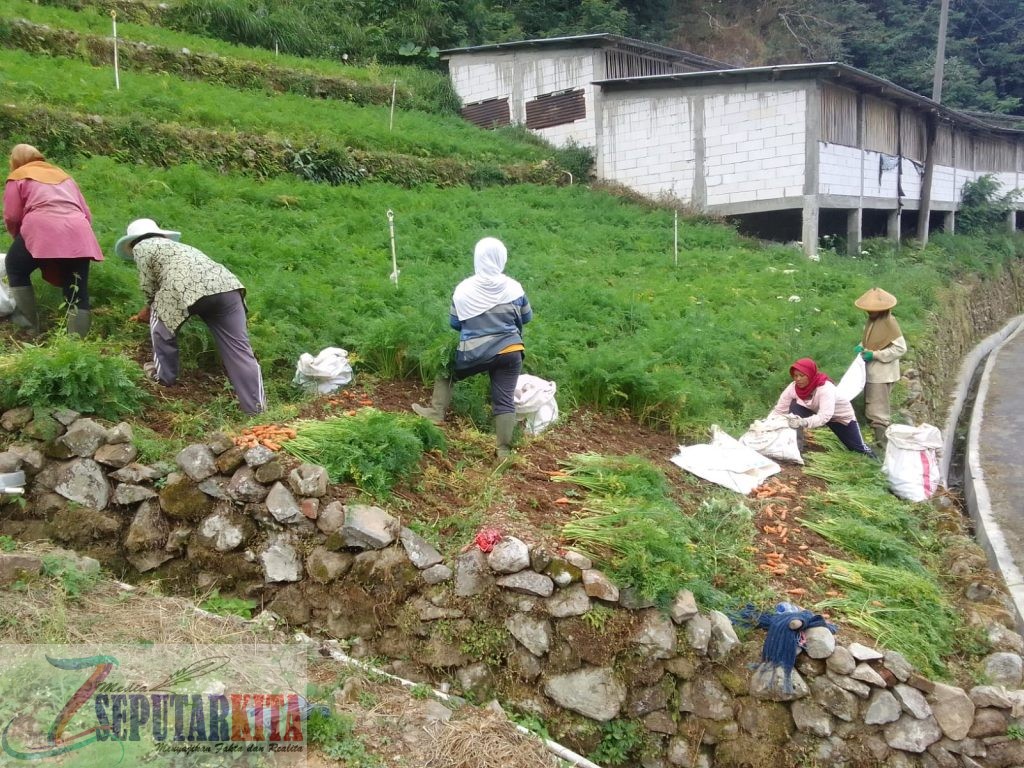 Harga Panen Anjlok, Petani Sayur di Sarangan Menjerit