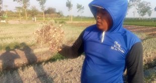 Petani Bawang Merah Desa Jatirejo Rejoso Terancam Gagal Panen