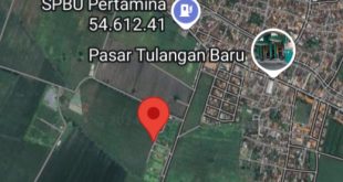 Warga Kepadangan Keluhkan Judi Sabung Ayam di Belakang Pasar Sayur