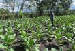 Petani Wonosari Panen Raya Tembakau di Tengah Kemarau, Hasil Memuaskan!