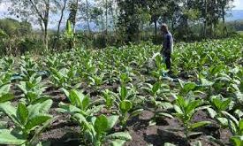 Petani Wonosari Panen Raya Tembakau di Tengah Kemarau, Hasil Memuaskan!