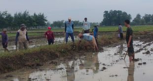 Jelang Musim Tanam, Pemdes Susukan Gropyok Tikus