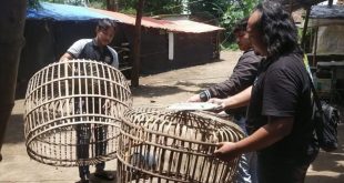 Polres Nganjuk Bongkar Arena Sabung Ayam di Ngronggot