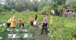 Polsek Lengkong Panen Kedua dalam Program Pemanfaatan Pekarangan Lestari