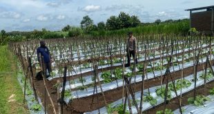 Dukung Program Pekarangan Lestari, Bhabinkamtibmas Ngepeh Pantau Perkembangan Tanaman Melon