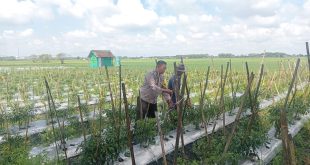 Lengkong Pantau Pemanfaatan Lahan Perkarangan di Desa Sawahan