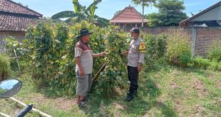 Polres Nganjuk Dukung Ketahanan Pangan, Manfaatkan Lahan Pekarangan Warga di Sonopatik