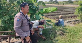 Polsek Lengkong Dukung Ketahanan Pangan Lewat Pemantauan Lahan Persawahan Warga