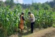Pemantauan Tanaman Jagung untuk Mendukung Program Ketahanan Pangan di Desa Sumbermiri