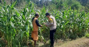 Pemantauan Tanaman Jagung untuk Mendukung Program Ketahanan Pangan di Desa Sumbermiri