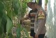 Bhabinkamtibmas Gondang Dorong Kemandirian Pangan Warga Lewat Pemantauan Lahan Pekarangan Bergiz
