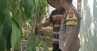Bhabinkamtibmas Gondang Dorong Kemandirian Pangan Warga Lewat Pemantauan Lahan Pekarangan Bergiz