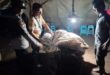 Polsek Ngronggot Bongkar Lokasi Diduga Arena Sabung Ayam di Desa Klurahan,Nganjuk