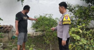 Optimalkan Pekarangan, Polsek Prambon Dukung Ketahanan Pangan Warga