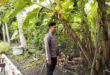 Optimalisasi Lahan Perkarangan, Polsek Prambon Dukung Ketahanan Pangan Warga