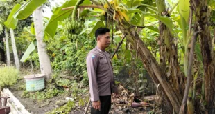 Optimalisasi Lahan Perkarangan, Polsek Prambon Dukung Ketahanan Pangan Warga