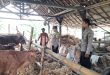Manfaatkan Pekarangan, Polsek Patianrowo Dorong Ketahanan Pangan Lewat Peternakan Sapi
