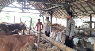 Manfaatkan Pekarangan, Polsek Patianrowo Dorong Ketahanan Pangan Lewat Peternakan Sapi