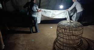 Polisi Bongkar Lokasi Diduga Arena Judi Sabung Ayam di Ngronggot