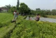 Polsek Ngronggot Gencarkan Ketahanan Pangan, Dorong Warga Tanam Cabe di Pekarangan