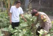Polsek Pace Dukung Ketahanan Pangan Lewat Pemanfaatan Lahan Pekarangan