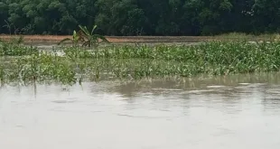 Sungai Banjar Meluap, Ratusan Hektare Lahan Pertanian Terendam