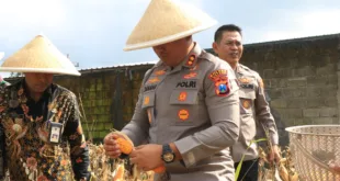 *Polres Malang Panen Raya Jagung Dukung Ketahanan Pangan Nasional*