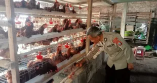 Polsek Loceret Dukung Warga Ngepeh Kembangkan Ternak Ayam Petelur