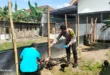 Budidaya Ayam Semi Umbaran di Pekarangan, Warga Kedungrejo Dukung Ketahanan Pangan