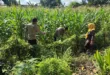 Warga Pehserut Tanam Jagung-Terong Tumpang Sari, Dukung Ketahanan Pangan