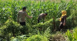 Warga Pehserut Tanam Jagung-Terong Tumpang Sari, Dukung Ketahanan Pangan