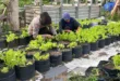 Pomosda Dukung Ketahanan Pangan Lewat Pemanfaatan Lahan Pekarangan