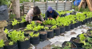 Pomosda Dukung Ketahanan Pangan Lewat Pemanfaatan Lahan Pekarangan