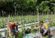 Bhabinkamtibmas Rejoso Dampingi Petani Melon, Ketahanan Pangan Jadi Prioritas