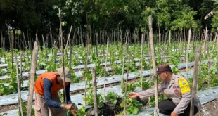 Bhabinkamtibmas Rejoso Dampingi Petani Melon, Ketahanan Pangan Jadi Prioritas