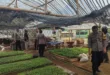 Polsek Kertosono Dukung Program Asta Cita Ketahanan Pangan Lewat Pembibitan Cabe dan Terong