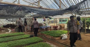 Polsek Kertosono Dukung Program Asta Cita Ketahanan Pangan Lewat Pembibitan Cabe dan Terong