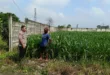 Program Ketahanan Pangan Polsek Kertosono Bangkitkan Lahan Tak Tergarap