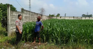 Program Ketahanan Pangan Polsek Kertosono Bangkitkan Lahan Tak Tergarap