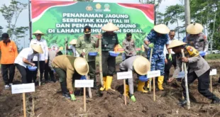 Perhutani Ikuti Zoom Meeting Penanaman Jagung Polri di Lahan Perhutanan Sosial yang Diselenggarakan Polres Jombang