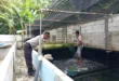 Polres Nganjuk Dorong Ketahanan Pangan Lewat Budidaya Lele dan Nila di Pekarangan