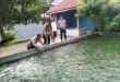 Budidaya Ikan Nila, Upaya Bhabinkamtibmas dan Warga Pehserut Dukung Ketahanan Pangan
