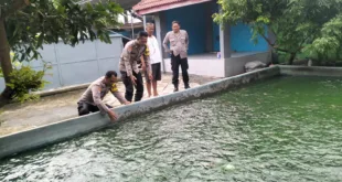 Budidaya Ikan Nila, Upaya Bhabinkamtibmas dan Warga Pehserut Dukung Ketahanan Pangan