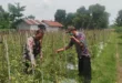 Bhabinkamtibmas Baron Bantu Petani Optimalkan Lahan Sela dengan Tanaman Terong