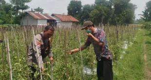 Bhabinkamtibmas Baron Bantu Petani Optimalkan Lahan Sela dengan Tanaman Terong